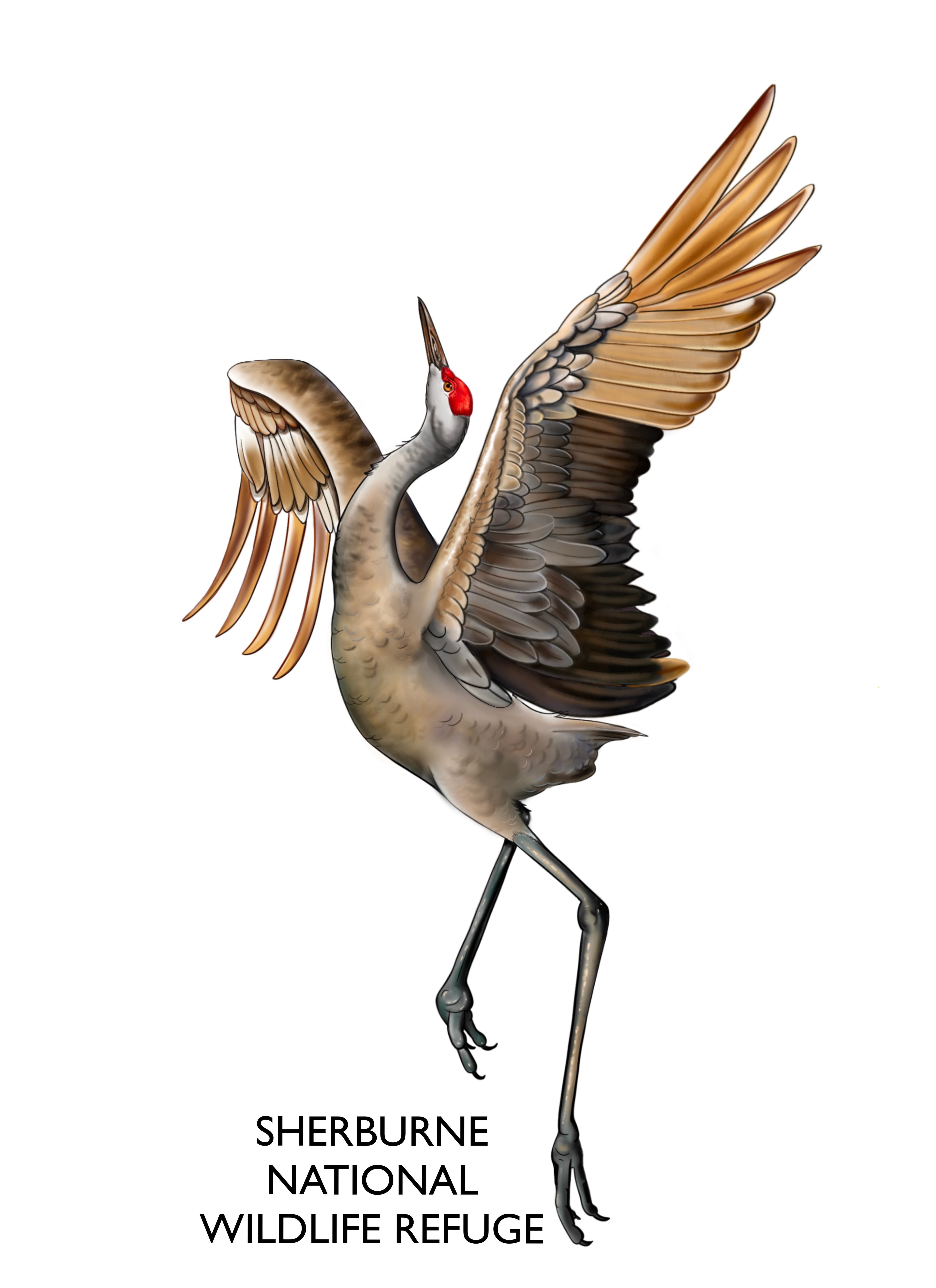 Sandhill Crane sticker artwork by Tanya Piatz - dancing crane with Sherburne National Wildlife Refuge text underneath