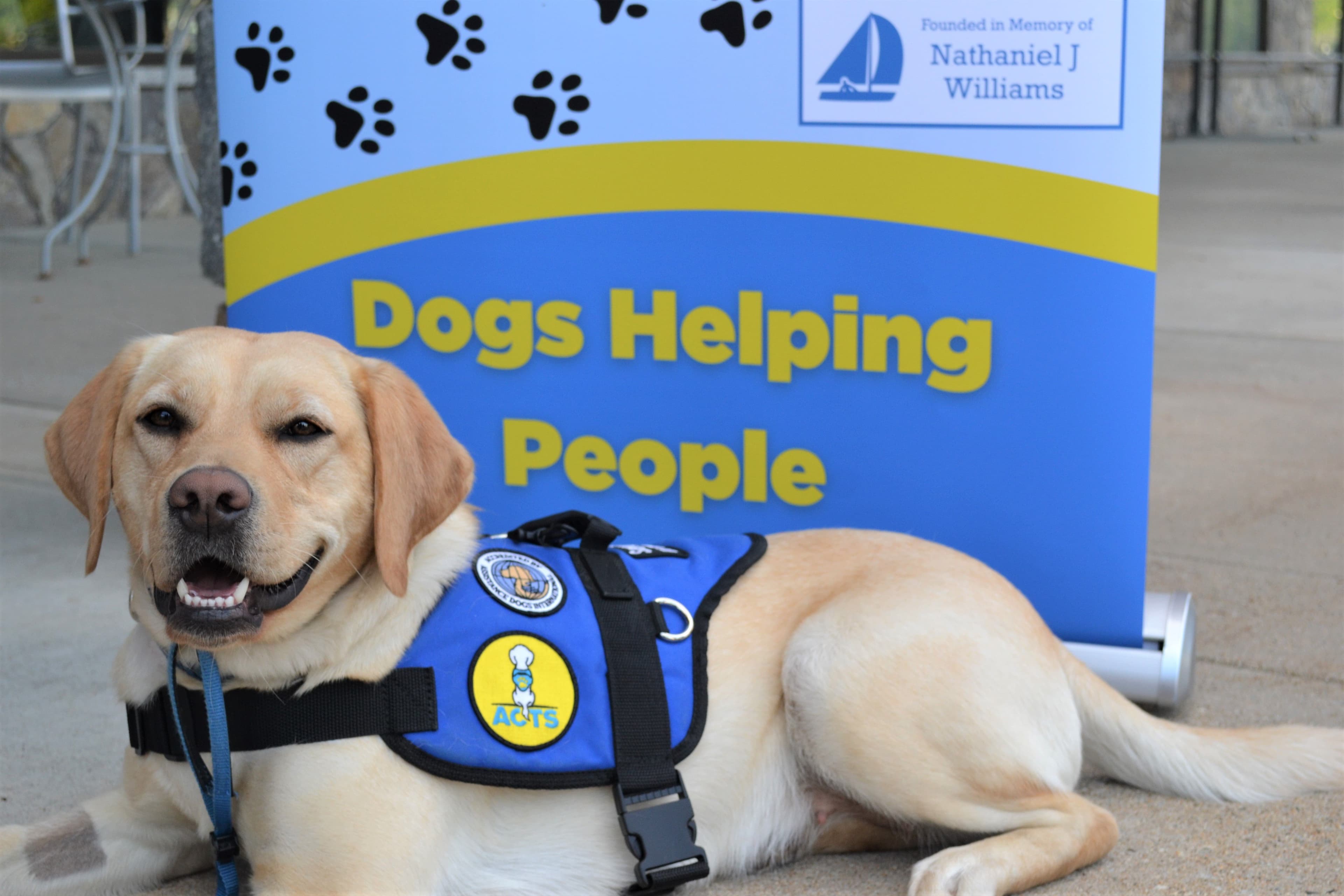 Yellow Labrador Retriever wearing a blue vest with an ACTS logo laying in front of a banner that says Dogs Helping People.